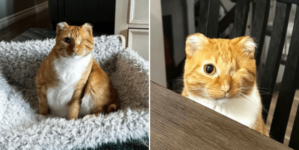 Rescue Cat Loses His Ears and Tail to Frostbite, Then Couple Visit Shelter