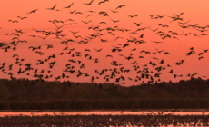 From the Plains to the Pastures: Hortobágy’s Autumn Drive Brings Tradition to Life