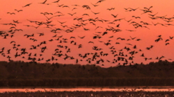 From the Plains to the Pastures: Hortobágy’s Autumn Drive Brings Tradition to Life