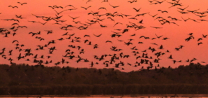 From the Plains to the Pastures: Hortobágy’s Autumn Drive Brings Tradition to Life