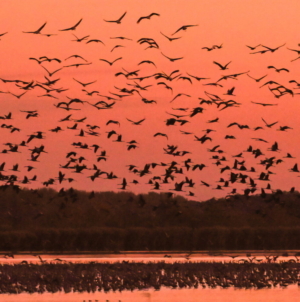 From the Plains to the Pastures: Hortobágy’s Autumn Drive Brings Tradition to Life