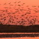 From the Plains to the Pastures: Hortobágy’s Autumn Drive Brings Tradition to Life