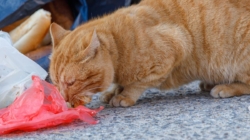 Cat Found Eating Trash in Alley, 1 Week Later Everything Changes %%page%% %%sep%% %%sitename%% Cat found eating trash in alley, 1 week later everything changes