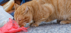 Cat Found Eating Trash in Alley, 1 Week Later Everything Changes %%page%% %%sep%% %%sitename%% Cat found eating trash in alley, 1 week later everything changes