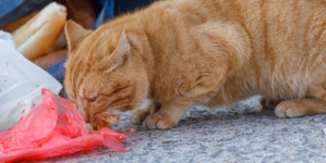 Cat Found Eating Trash in Alley, 1 Week Later Everything Changes %%page%% %%sep%% %%sitename%% Cat found eating trash in alley, 1 week later everything changes