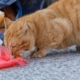 Cat Found Eating Trash in Alley, 1 Week Later Everything Changes %%page%% %%sep%% %%sitename%% Cat found eating trash in alley, 1 week later everything changes