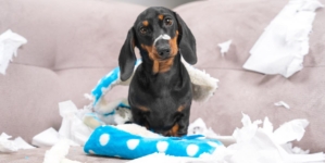 3 Dogs Left Alone in Living Room—Owner Films What She Comes Home To
