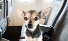 Woman Fears Flying—Passenger’s Dog Senses Anxiety, and Everything Changes