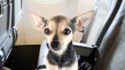 Woman Fears Flying—Passenger’s Dog Senses Anxiety, and Everything Changes
