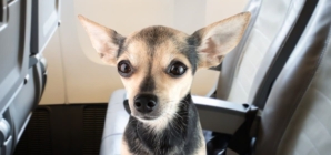 Woman Fears Flying—Passenger’s Dog Senses Anxiety, and Everything Changes