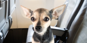 Woman Fears Flying—Passenger’s Dog Senses Anxiety, and Everything Changes