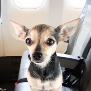 Woman Fears Flying—Passenger’s Dog Senses Anxiety, and Everything Changes