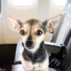 Woman Fears Flying—Passenger’s Dog Senses Anxiety, and Everything Changes