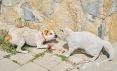 Cat Sees Dog Walking Past Store Daily, Response Goes Viral: ‘True Nemesis’