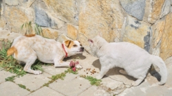 Cat Sees Dog Walking Past Store Daily, Response Goes Viral: ‘True Nemesis’