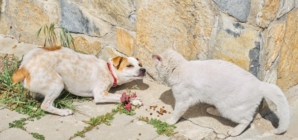 Cat Sees Dog Walking Past Store Daily, Response Goes Viral: ‘True Nemesis’