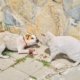 Cat Sees Dog Walking Past Store Daily, Response Goes Viral: ‘True Nemesis’