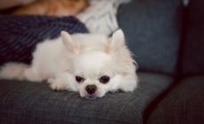 Owner Gets Dog for ‘Unconditional Love,’ Then She Meets Her Grandparents