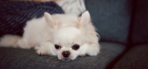Owner Gets Dog for ‘Unconditional Love,’ Then She Meets Her Grandparents