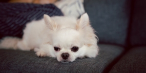 Owner Gets Dog for ‘Unconditional Love,’ Then She Meets Her Grandparents