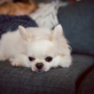 Owner Gets Dog for ‘Unconditional Love,’ Then She Meets Her Grandparents