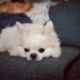 Owner Gets Dog for ‘Unconditional Love,’ Then She Meets Her Grandparents
