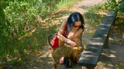 Stray Cat Starts Following Woman Night After Night—Tears at What Unfolds
