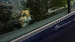 No One Prepared for Moment Two Dogs Lock Eyes Through Car Windows—’Sobbing’