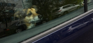 No One Prepared for Moment Two Dogs Lock Eyes Through Car Windows—’Sobbing’