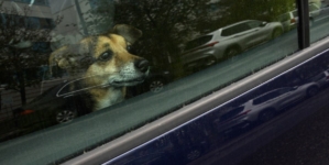 No One Prepared for Moment Two Dogs Lock Eyes Through Car Windows—’Sobbing’