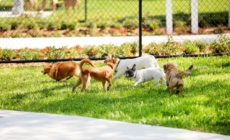 Hearts Break As Dog ‘Minding His Own Business’ at Park, Then It All Changes