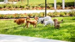 Hearts Break As Dog ‘Minding His Own Business’ at Park, Then It All Changes