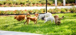 Hearts Break As Dog ‘Minding His Own Business’ at Park, Then It All Changes