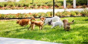 Hearts Break As Dog ‘Minding His Own Business’ at Park, Then It All Changes