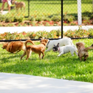 Hearts Break As Dog ‘Minding His Own Business’ at Park, Then It All Changes