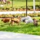 Hearts Break As Dog ‘Minding His Own Business’ at Park, Then It All Changes