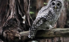 Plan to kill 450,000 owls creates odd political bedfellows — loggers and environmentalists