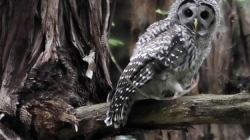 Plan to kill 450,000 owls creates odd political bedfellows — loggers and environmentalists