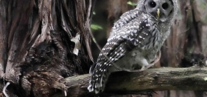 Plan to kill 450,000 owls creates odd political bedfellows — loggers and environmentalists