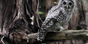 Plan to kill 450,000 owls creates odd political bedfellows — loggers and environmentalists