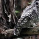 Plan to kill 450,000 owls creates odd political bedfellows — loggers and environmentalists