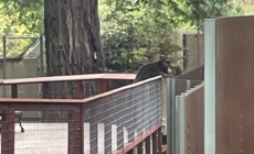 Wild bear visits Sequoia Park Zoo in California, delights staff members