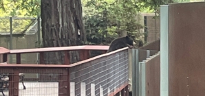 Wild bear visits Sequoia Park Zoo in California, delights staff members