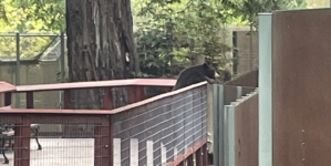 Wild bear visits Sequoia Park Zoo in California, delights staff members
