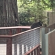 Wild bear visits Sequoia Park Zoo in California, delights staff members