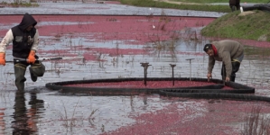 Cranberry farmers turning old bogs into wetlands