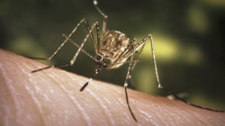First West Nile virus death confirmed in L.A. County, as studies show drought may increase risk