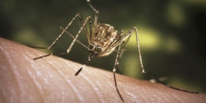 First West Nile virus death confirmed in L.A. County, as studies show drought may increase risk