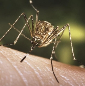 First West Nile virus death confirmed in L.A. County, as studies show drought may increase risk