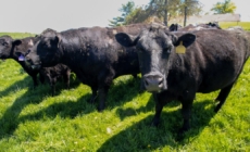 Iowa soybean farmers lost China as a buyer. Cattle was their backup plan — then Trump announced plans to import more beef